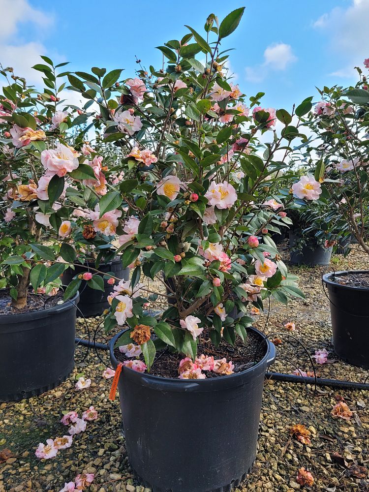 camellia-japonica-high-fragrance-japanese-camellia