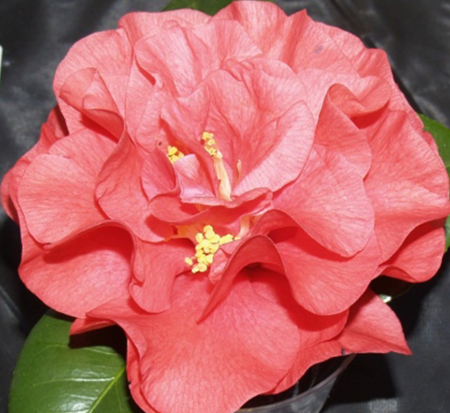 camellia-japonica-hongluzen-japanese-camellia