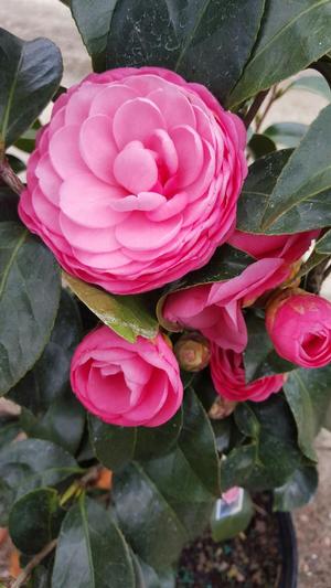 camellia-japonica-jacks-japanese-camellia