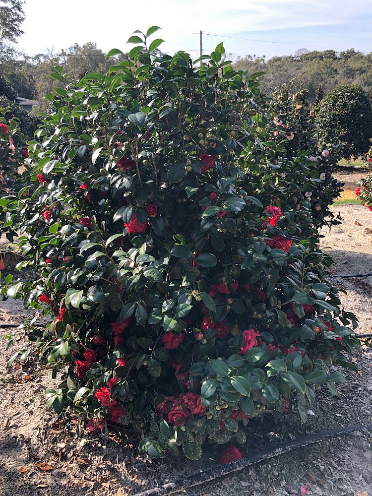 Caren's Camellias & Tree Farm, LLC
