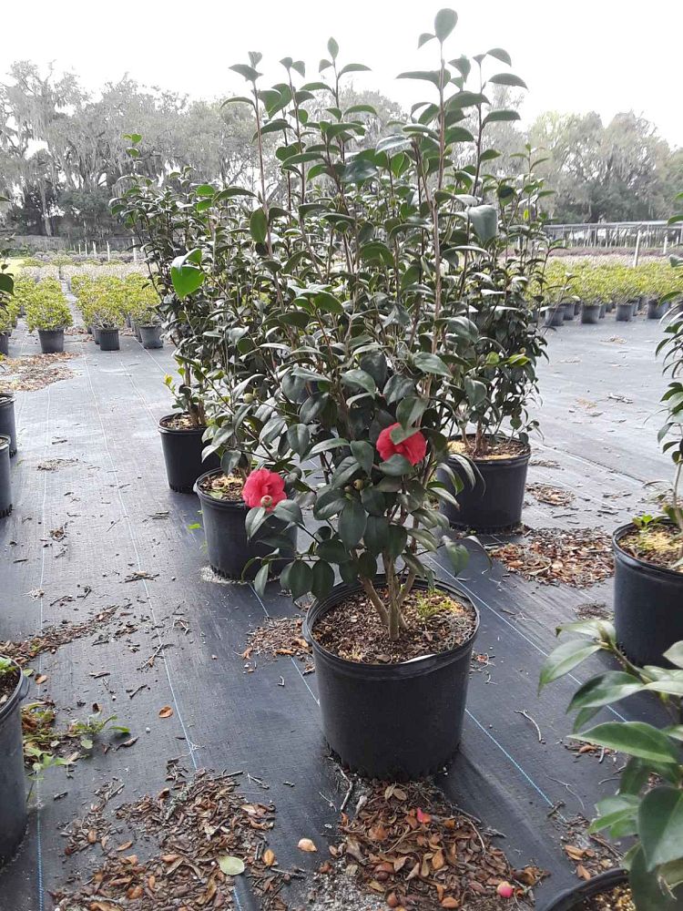 camellia-japonica-japanese-camellia
