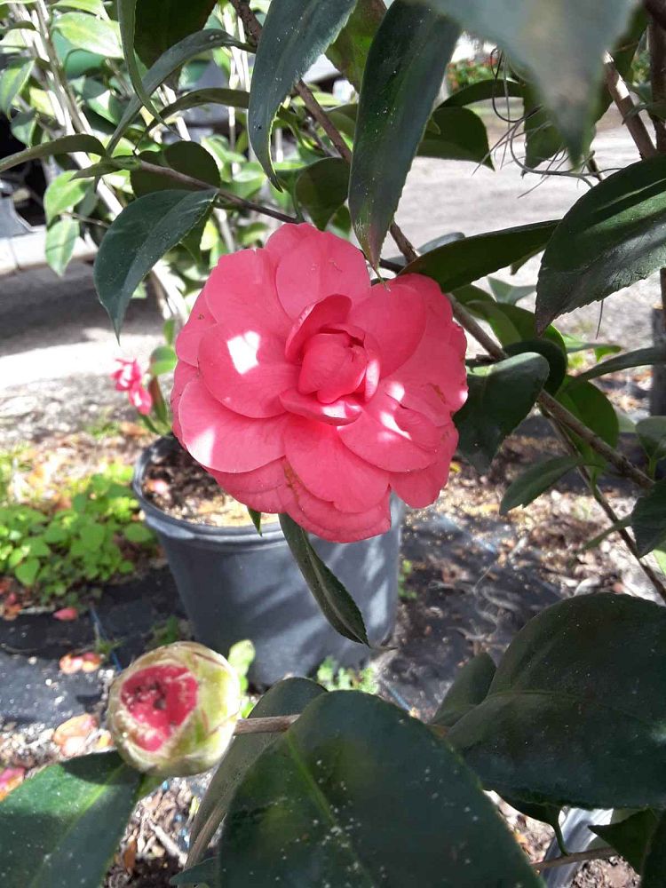 camellia-japonica-japanese-camellia