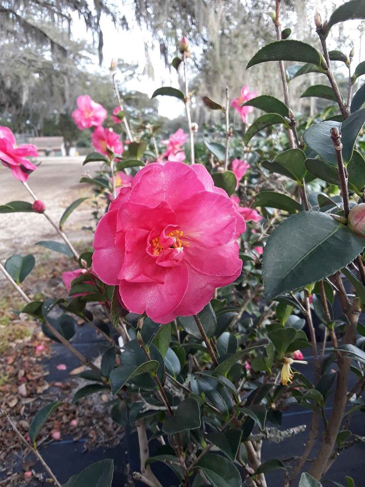 camellia-japonica-japanese-camellia