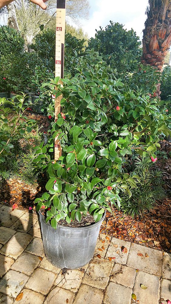 camellia-japonica-japanese-camellia