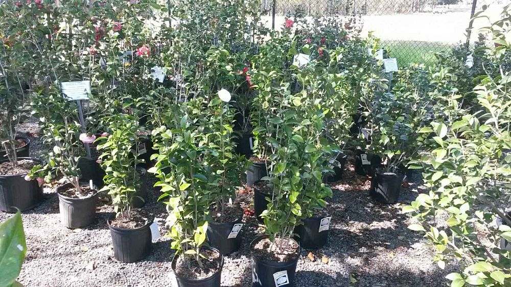 camellia-japonica-japanese-camellia