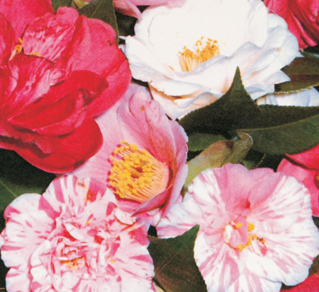 camellia-japonica-japanese-camellia