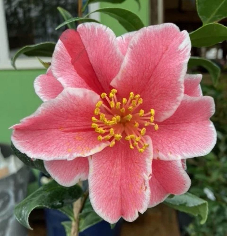 camellia-japonica-japanese-camellia