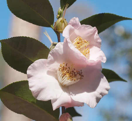 camellia-japonica-japanese-fantasy-japanese-camellia