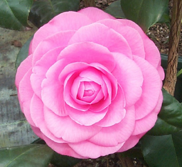 camellia-japonica-jerry-hill-japanese-camellia