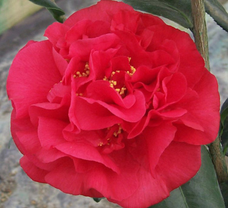 camellia-japonica-kramer-s-supreme-japanese-camellia