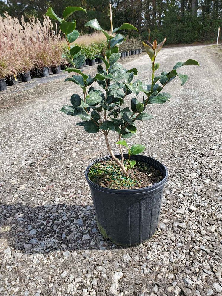 camellia-japonica-kramer-s-supreme-japanese-camellia