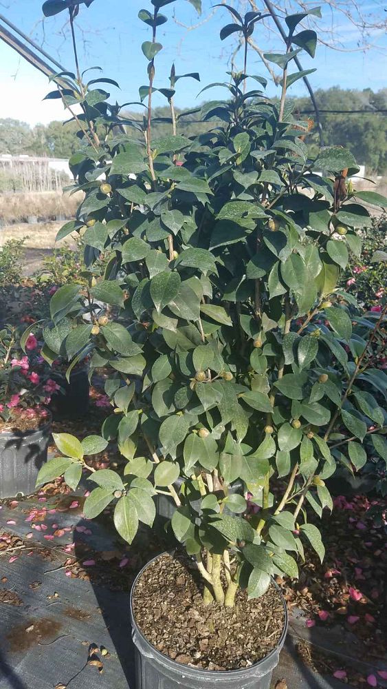 camellia-japonica-kramer-s-supreme-japanese-camellia