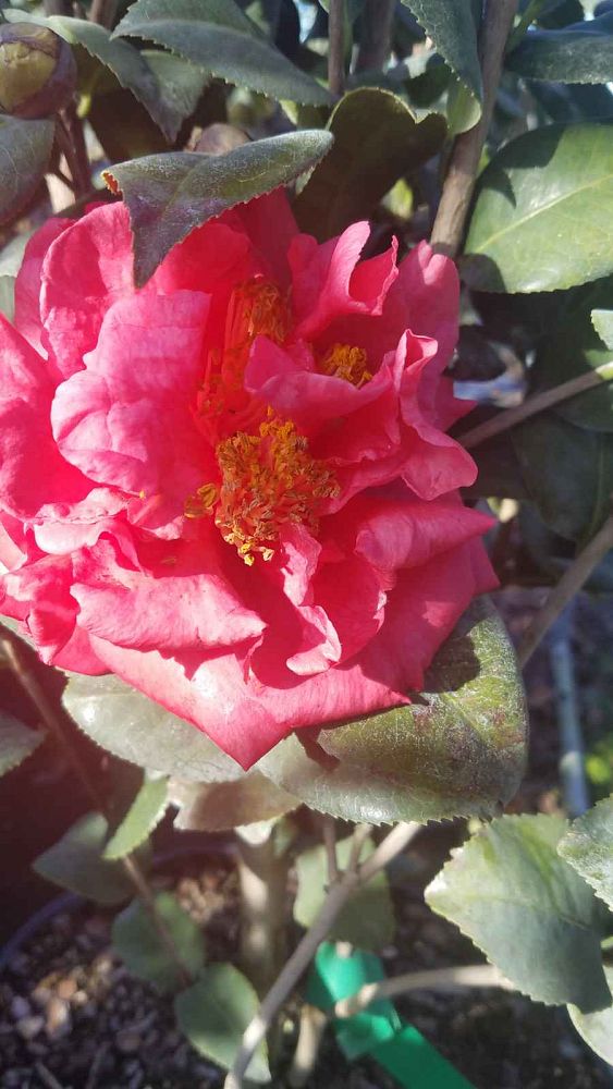 camellia-japonica-kramer-s-supreme-japanese-camellia