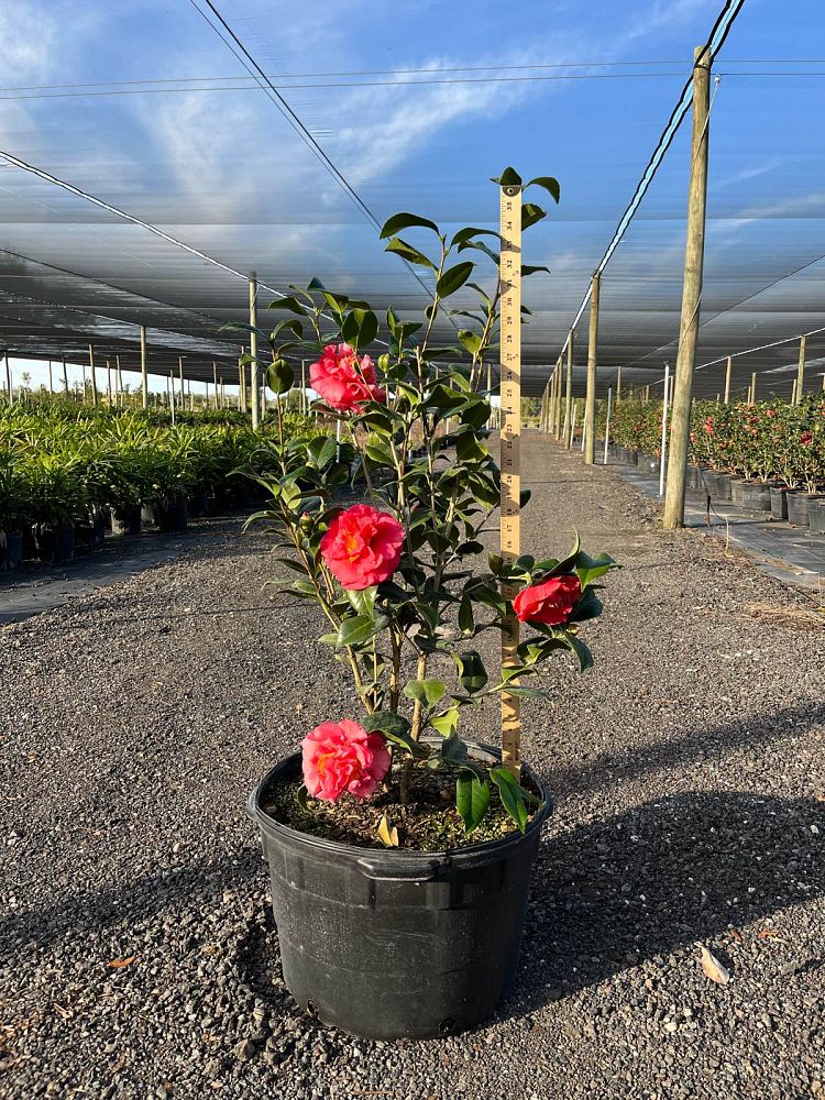 camellia-japonica-kramer-s-supreme-japanese-camellia