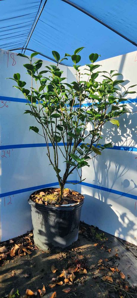 camellia-japonica-kramer-s-supreme-japanese-camellia