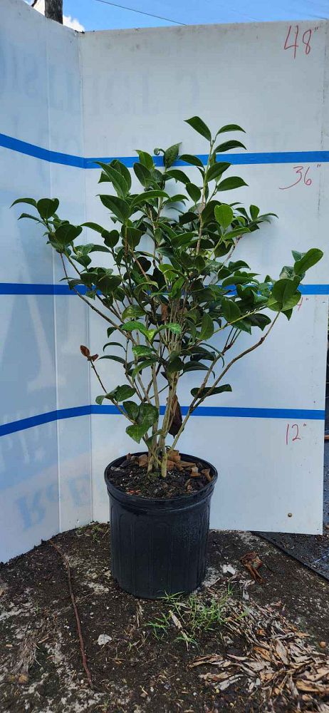 camellia-japonica-kramer-s-supreme-japanese-camellia