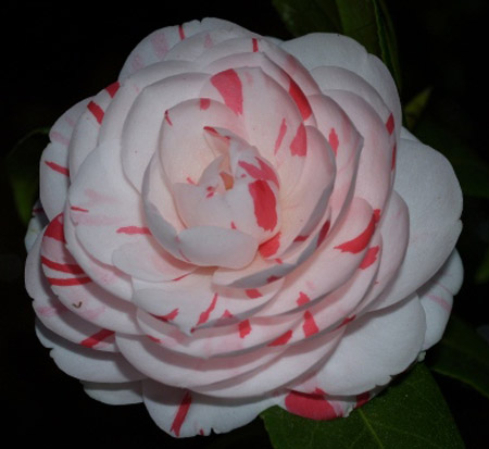 camellia-japonica-la-peppermint-japanese-camellia