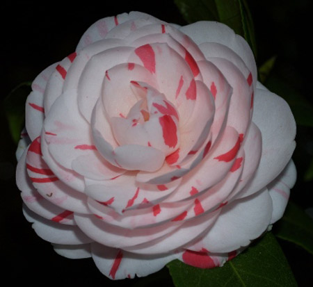 camellia-japonica-la-peppermint-japanese-camellia