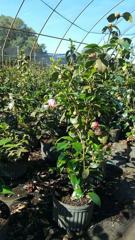 camellia-japonica-lady-clare-japanese-camellia
