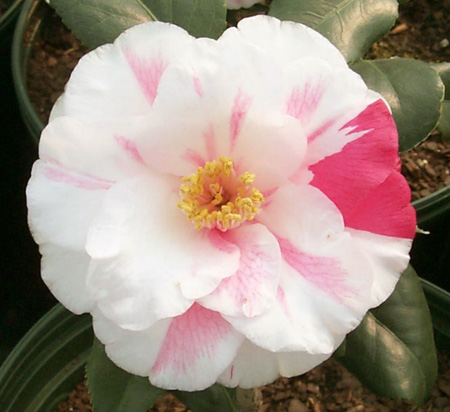 camellia-japonica-lady-vansittart-japanese-camellia