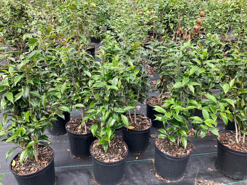 camellia-japonica-lady-vansittart-japanese-camellia