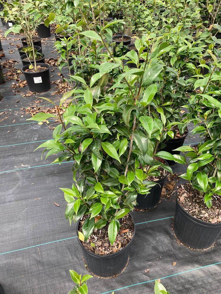 camellia-japonica-lady-vansittart-japanese-camellia