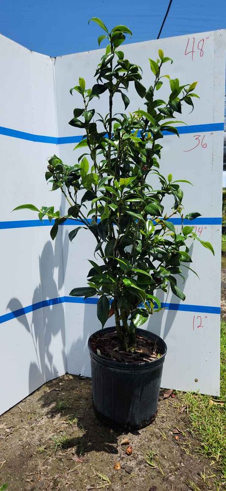 camellia-japonica-lady-vansittart-japanese-camellia