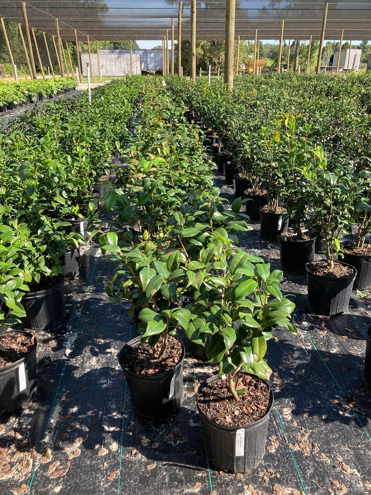 Salmon's Wholesale Nursery | plantANT.com