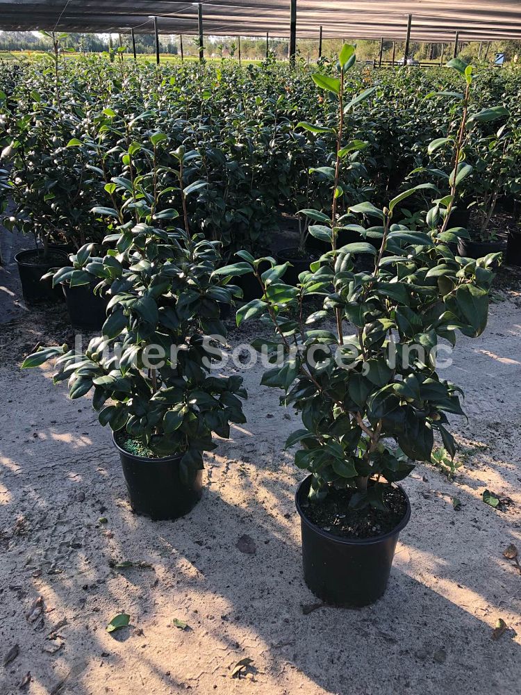 camellia-japonica-laura-walker-japanese-camellia