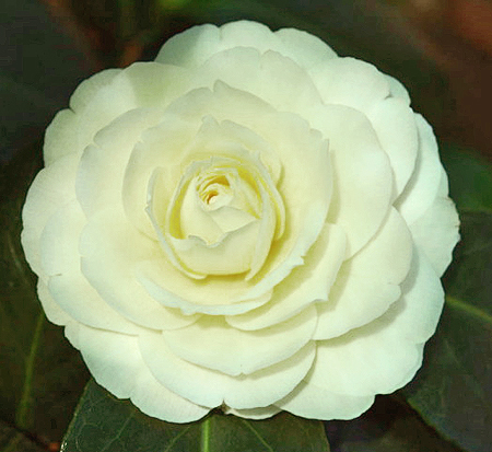 camellia-japonica-lemon-glow-japanese-camellia