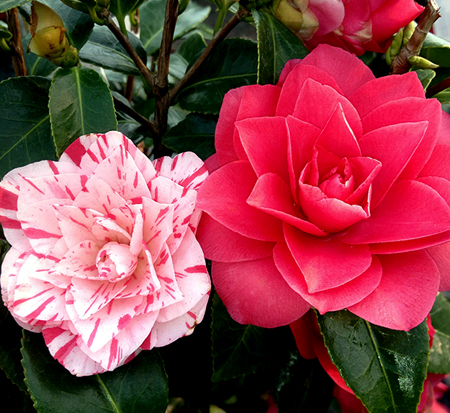 camellia-japonica-les-marbury-japanese-camellia