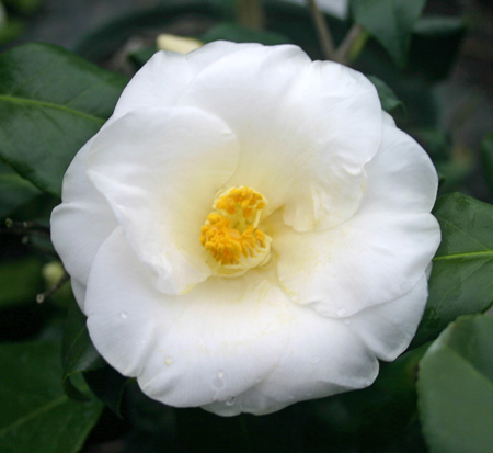 camellia-japonica-leucantha-japanese-camellia