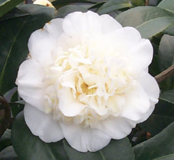 camellia-japonica-man-size-japanese-camellia