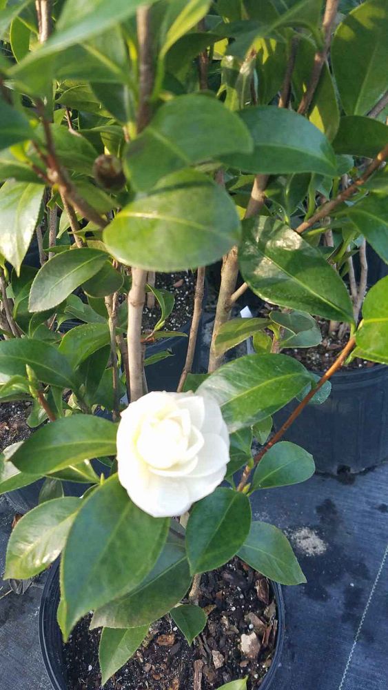camellia-japonica-morning-glow-japanese-camellia