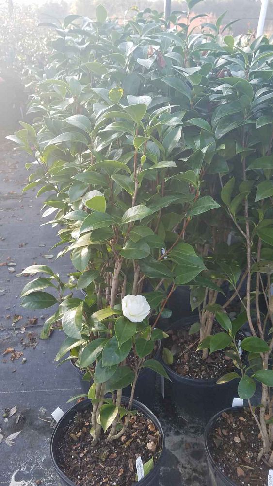 camellia-japonica-morning-glow-japanese-camellia