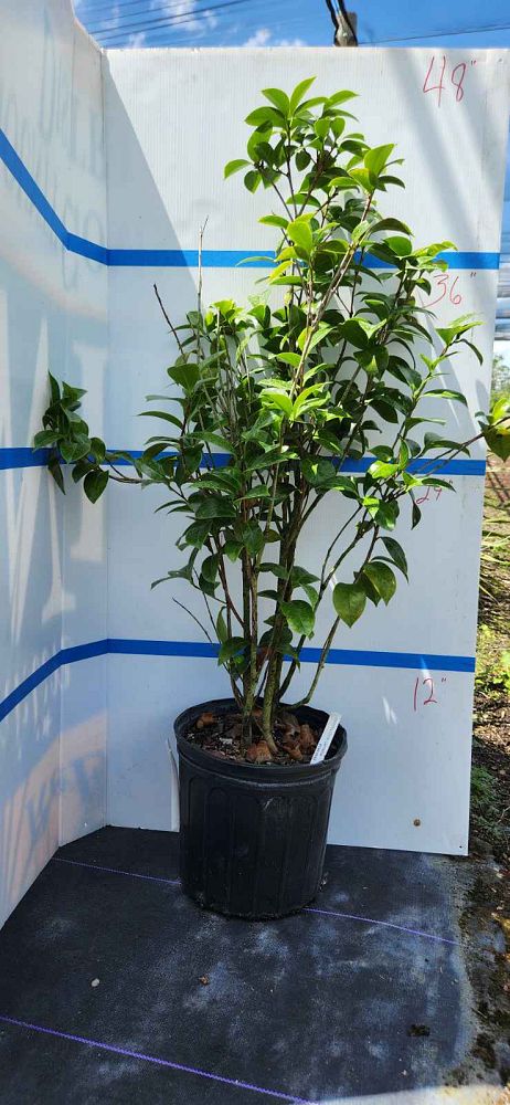 camellia-japonica-morning-glow-japanese-camellia