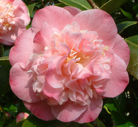 camellia-japonica-mrs-lyman-clarke-japanese-camellia