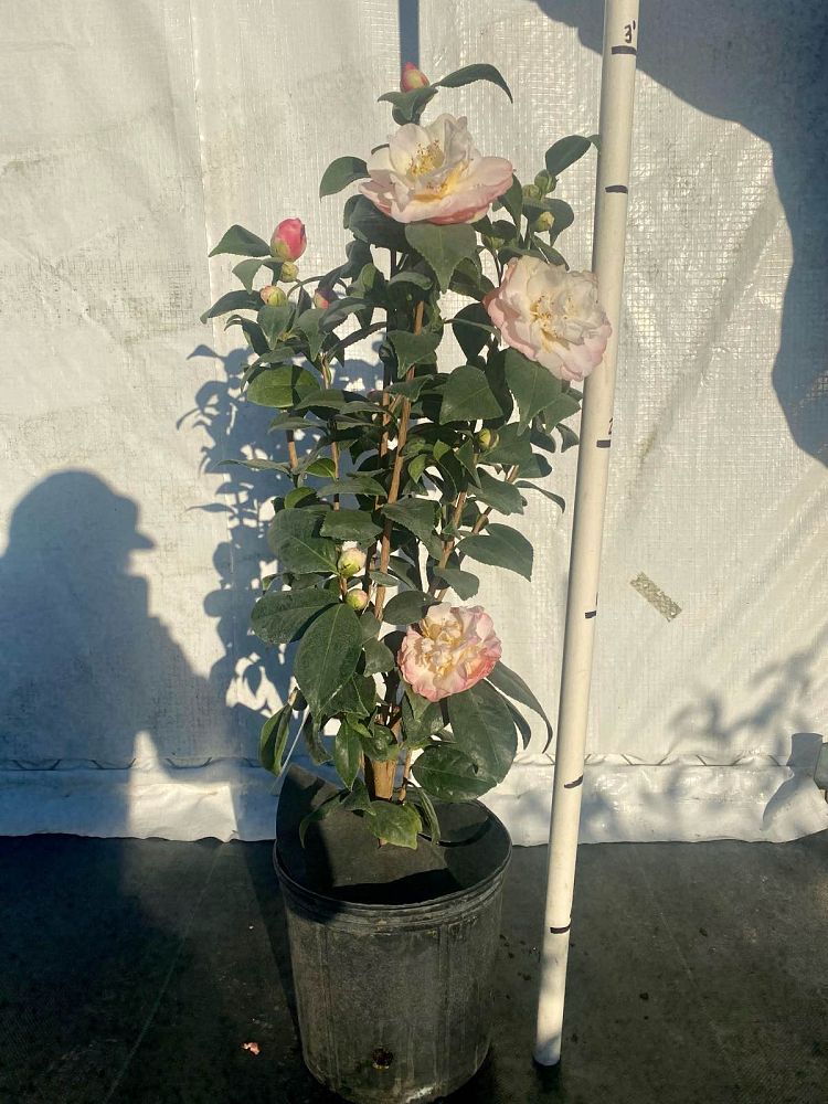 camellia-japonica-mrs-lyman-clarke-japanese-camellia