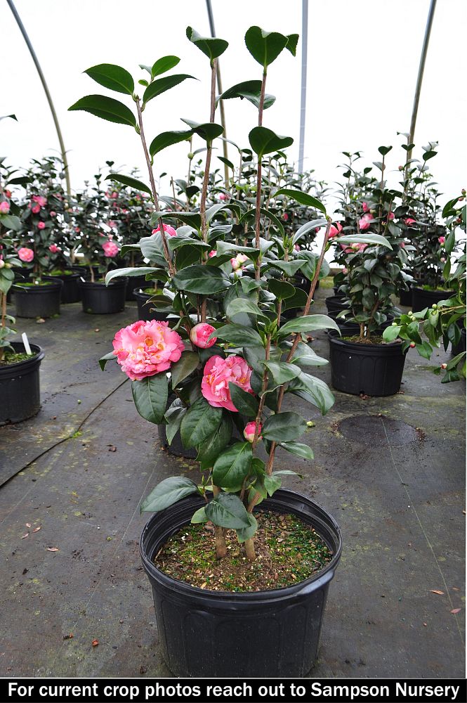 camellia-japonica-mrs-lyman-clarke-japanese-camellia