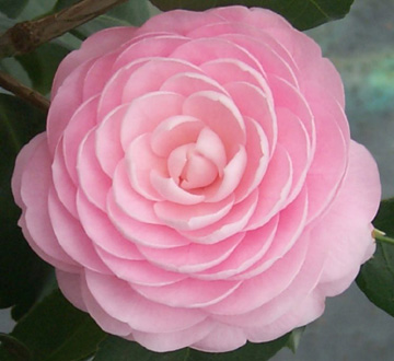 camellia-japonica-pink-perfection-japanese-camellia