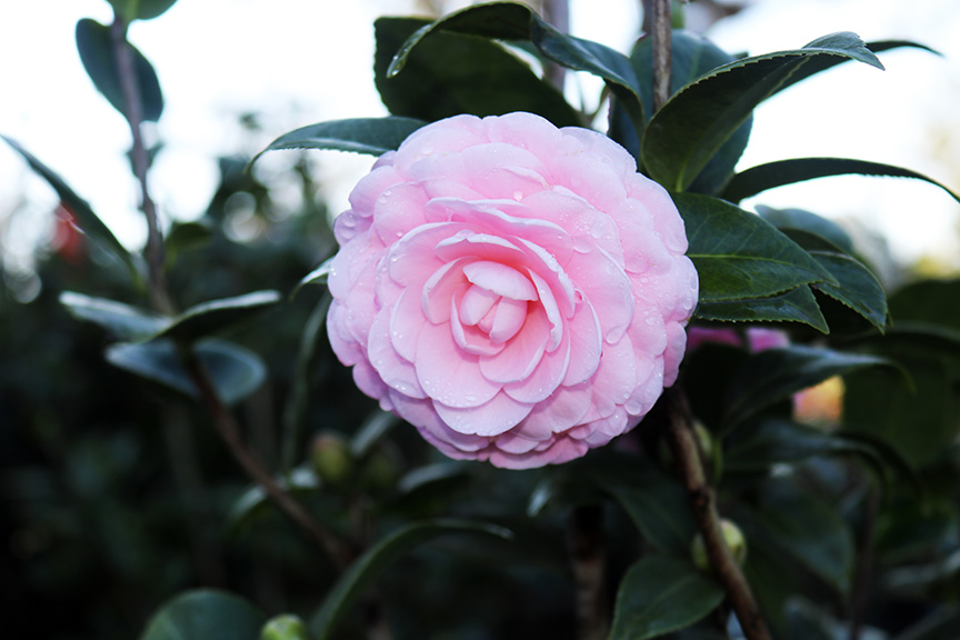 camellia-japonica-pink-perfection-japanese-camellia