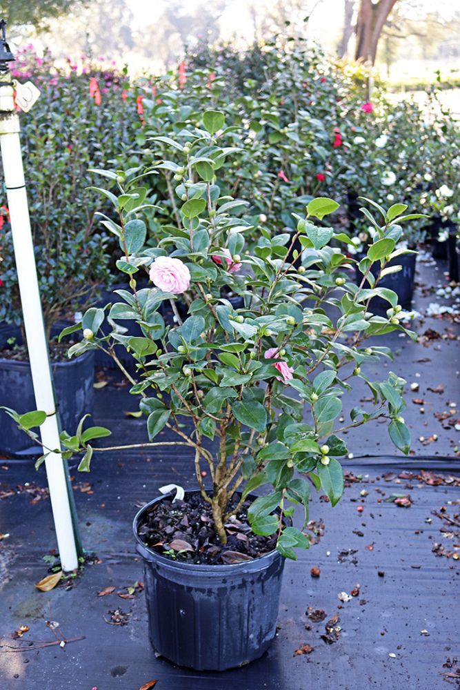 camellia-japonica-pink-perfection-japanese-camellia