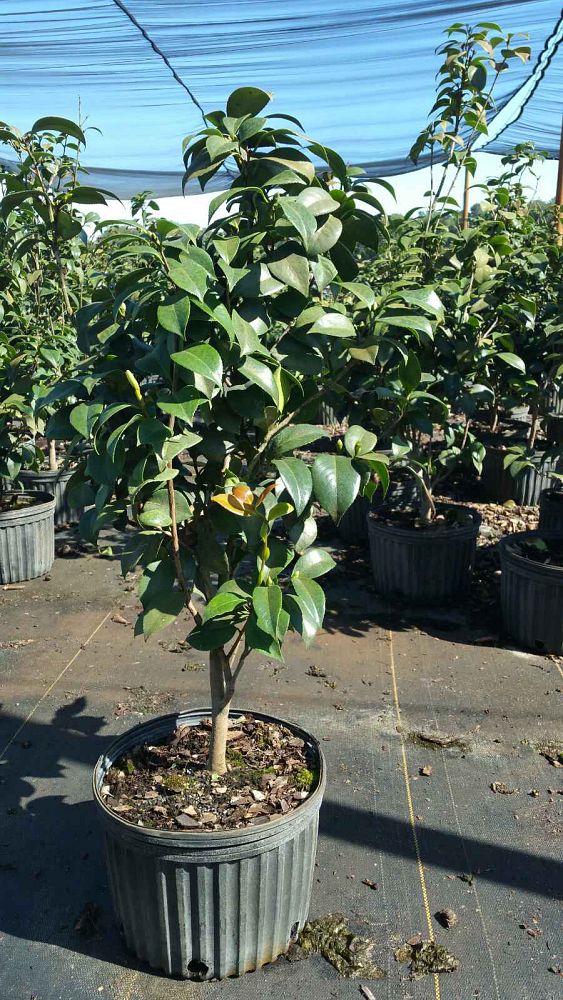 camellia-japonica-pope-pius-ix-japanese-camellia