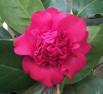camellia-japonica-professor-charles-s-sargent-japanese-camellia