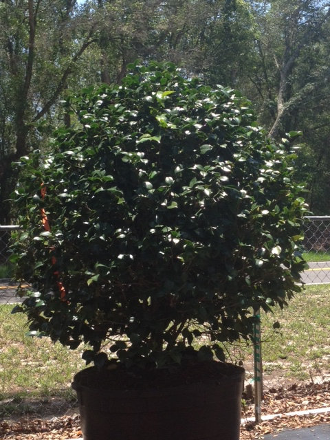 camellia-japonica-professor-sargent-japanese-camellia