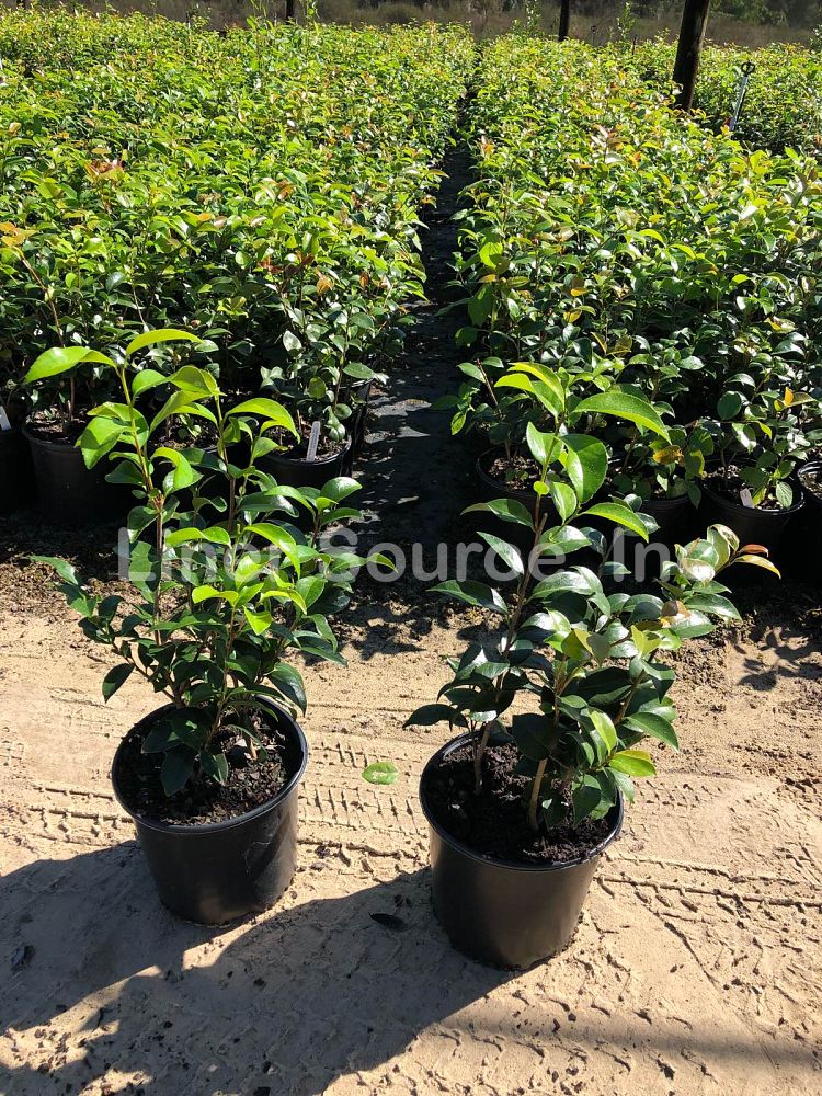 camellia-japonica-professor-sargent-japanese-camellia
