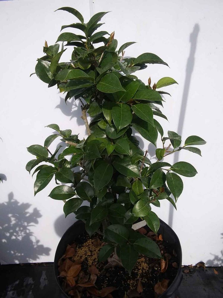 camellia-japonica-professor-sargent-japanese-camellia