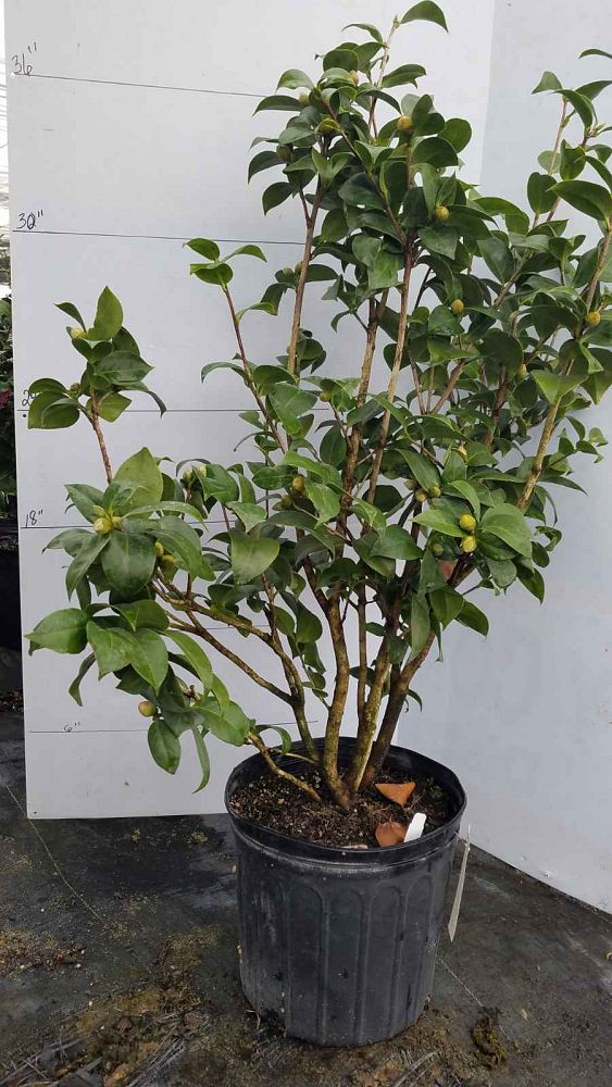camellia-japonica-professor-sargent-japanese-camellia