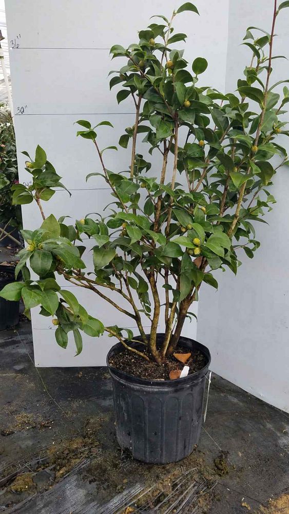 camellia-japonica-professor-sargent-japanese-camellia