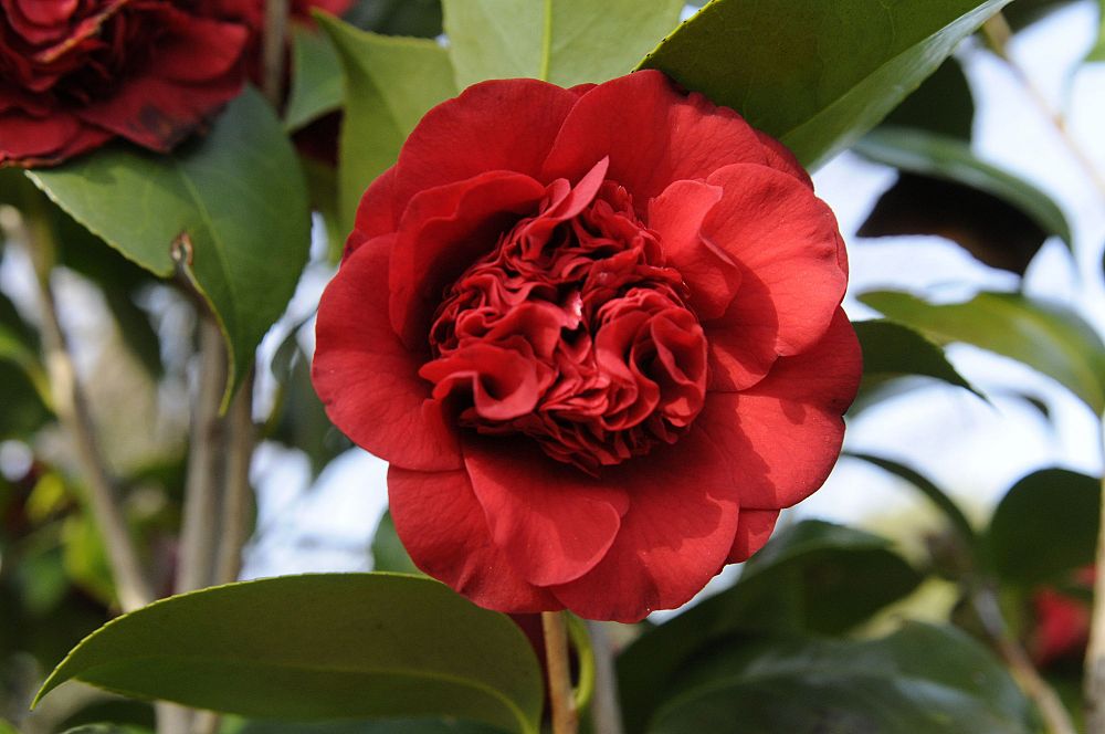camellia-japonica-professor-sargent-japanese-camellia